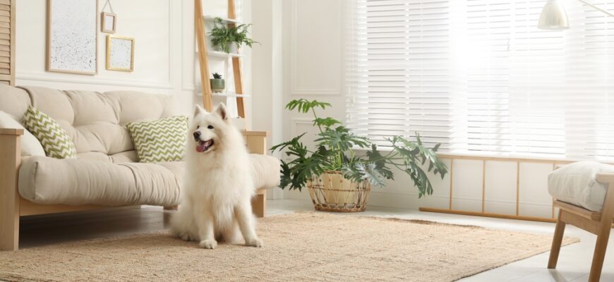 Adorable,Samoyed,Dog,In,Modern,Living,Room